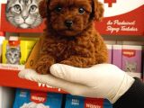 Kore Red Dark Poodl