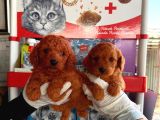 Maltipoo Yavurlamiz