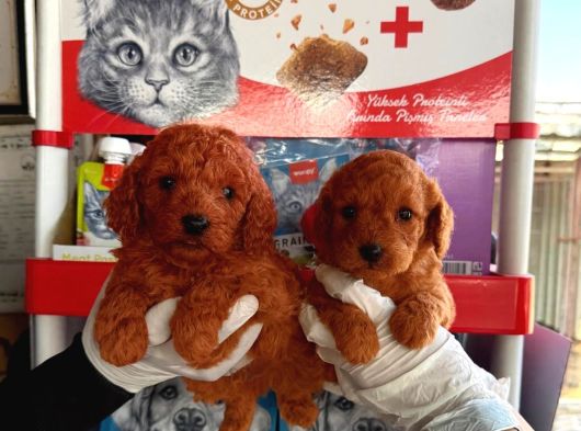 Maltipoo Yavurlamiz görsel