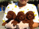 Kore red dark Poodl