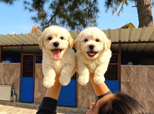 Maltipoo Yavurlamiz