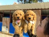 Goldendoodle Yavrularımızi