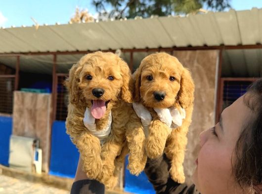 Goldendoodle Yavrularımızi görsel