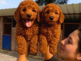 Goldendoodle yavrularımızi