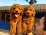 Goldendoodle Yavrularımızi