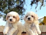 Maltipoo Yavurlamiz