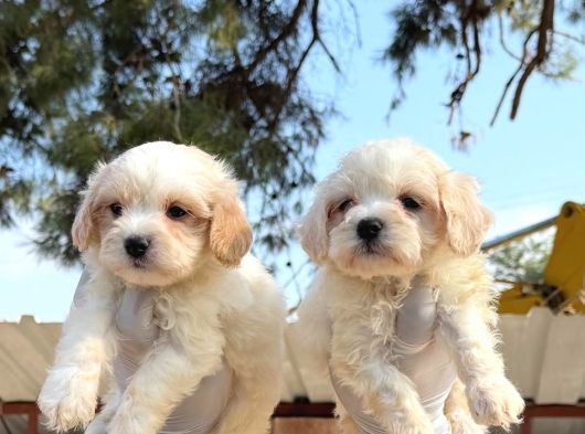 Maltipoo Yavurlamiz görsel
