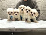 Kore Teacup Sağlik Garanti̇li̇ Maltese Bebekleri̇mi̇z