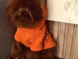 Sıfır Numara Korekan Toypoodle Degerine Bilene