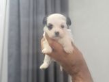 Teacup Minnaklarım Teslime Hazır