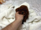 Vi̇lla Paws Hause Kali̇tesi̇yle Kurabi̇ye Bebekleri̇