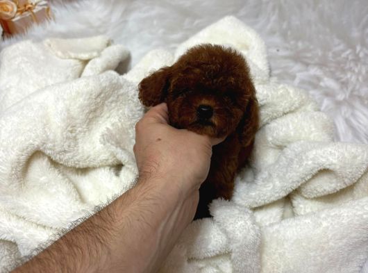 Vi̇lla Paws Hause Kali̇tesi̇yle Kurabi̇ye Bebekleri̇ görsel