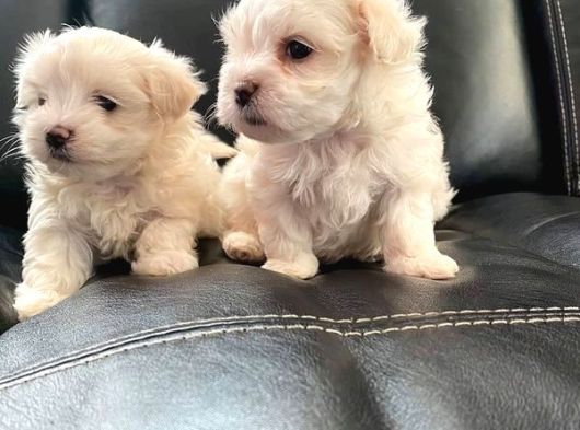 MİNİ BOY MALTESE BEBEKLER SAĞLİK GARANTİLİ