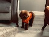 Sıfır Numara Korekan Toypoodle Degerine Bilene
