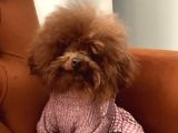 Sıfır Numara Korekan Toypoodle Degerine Bilene