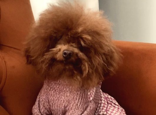 Sıfır Numara Korekan Toypoodle Degerine Bilene görsel
