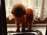 Sıfır Numara Korekan Toypoodle Degerine Bilene