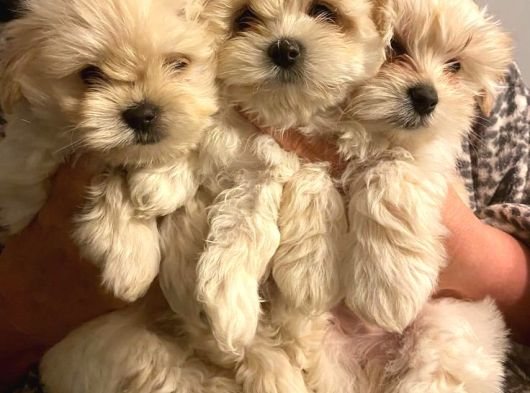 Mi̇ni̇ Boy Maltese Bebekler Sağli̇k Garanti̇li̇ görsel