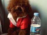 Sıfır numara korekan toypoodle degerine bilene