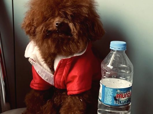 Sıfır Numara Korekan Toypoodle Degerine Bilene