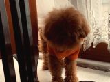 Sıfır Numara Korekan Toypoodle Degerine Bilene