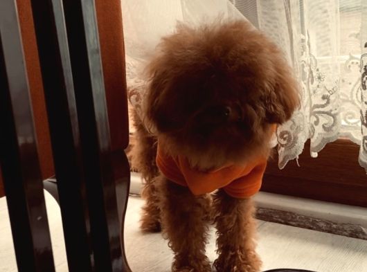 Sıfır Numara Korekan Toypoodle Degerine Bilene görsel