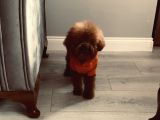 Sıfır Numara Korekan Toypoodle Degerine Bilene