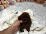 VİLLA PAWS HAUSE KALİTESİYLE KURABİYE BEBEKLERİ