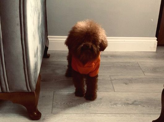 Sıfır Numara Korekan Toypoodle Degerine Bilene görsel