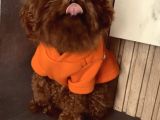 Sıfır Numara Korekan Toypoodle Degerine Bilene