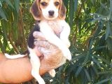 Küçük Boy Beagle Yavrular Mama Malzeme Kampanyalı