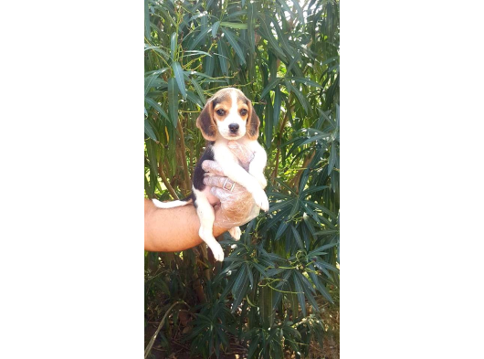 Küçük Boy Beagle Yavrular Mama Malzeme Kampanyalı görsel
