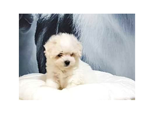 Havanese Yavrulari İstanbul görsel