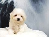 HAVANESE YAVRULARI İSTANBUL