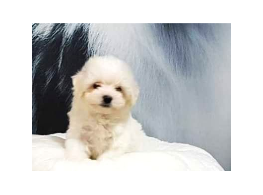 Havanese Yavrulari İstanbul