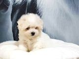 Havanese Yavrulari İstanbul