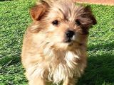 Morkie Yavruları İstanbul