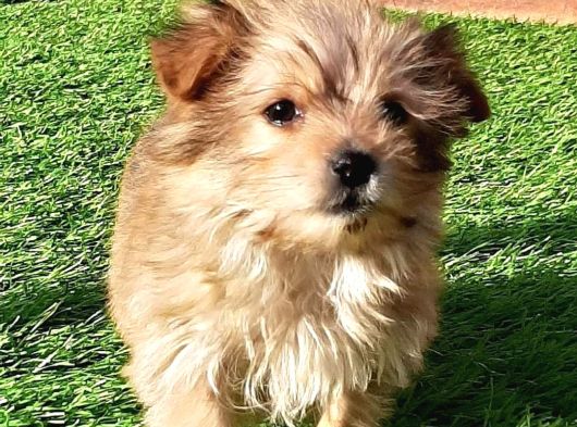 Morkie Yavruları İstanbul