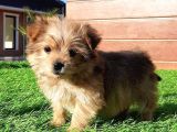 Morkie Yavruları İstanbul