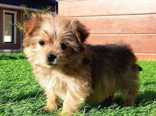 Morkie Yavruları İstanbul görsel
