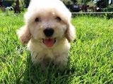 Eşsi̇z Güzelli̇kte Malti̇poo Yavrulari̇