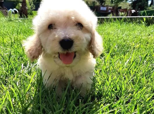 Eşsi̇z Güzelli̇kte Malti̇poo Yavrulari̇ görsel