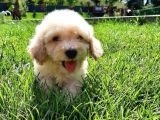 Eşsi̇z Güzelli̇kte Malti̇poo Yavrulari̇