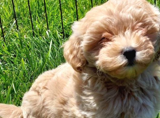 Eşsi̇z Güzelli̇kte Malti̇poo Yavrulari̇ görsel