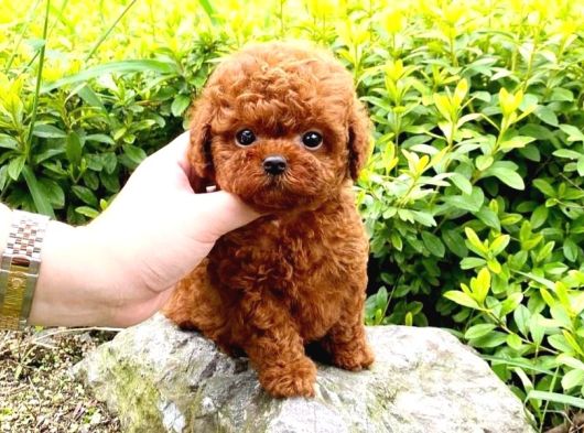 Istanbulun Star Toy Poodle Bebekleri̇