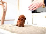 Mi̇cro Boy Kapida Ödemeli̇ Toy Poodle Bebekleri̇m