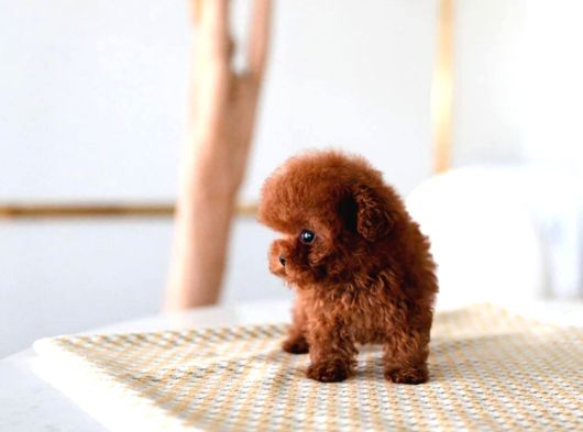 Mi̇cro Boy Kapida Ödemeli̇ Toy Poodle Bebekleri̇m görsel