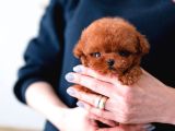 MİCRO BOY KAPIDA ÖDEMELİ TOY POODLE BEBEKLERİM