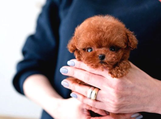 MİCRO BOY KAPIDA ÖDEMELİ TOY POODLE BEBEKLERİM