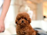 Hi̇poalerjeni̇k Toy Poodle  Bebekleri̇mi̇z